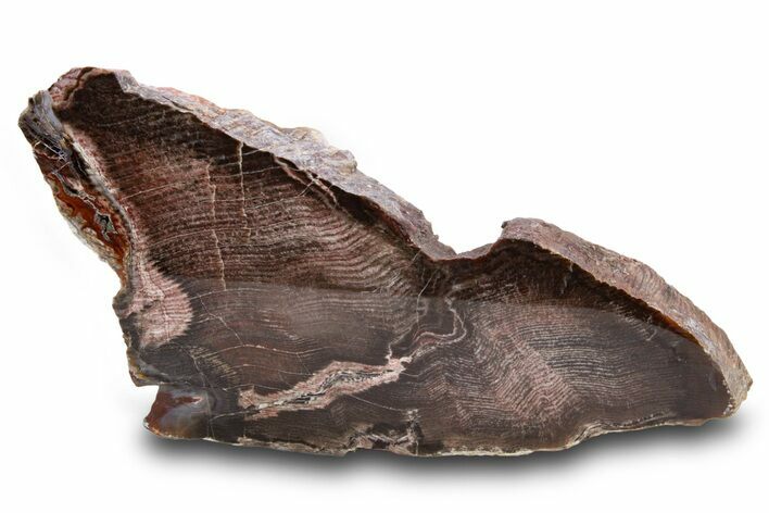 Colorful Petrified Wood End Cut - Utah #302987